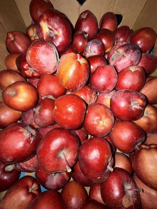 Яблука різних сортів