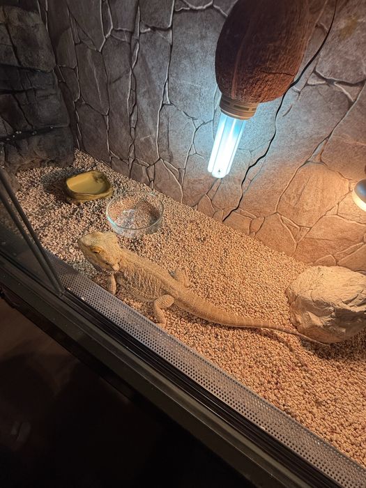 Terarium z agamą