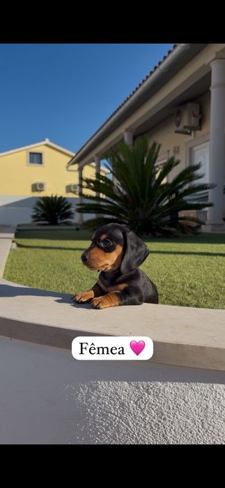 Teckel miniatura fêmea