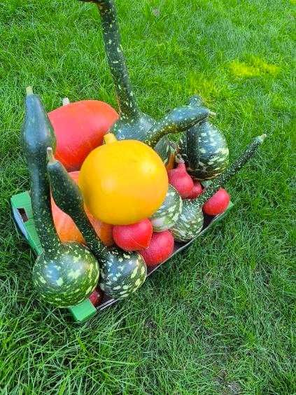 Dynia tradycyjna ekologiczna - Wiślica, świętokrz., tanio