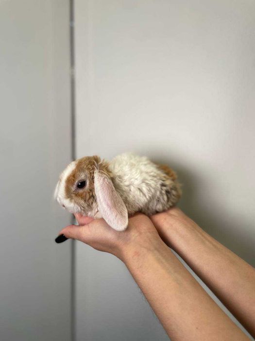 Маленькі кролики до Святого Миколаю, ідеальний подарунок для дітей