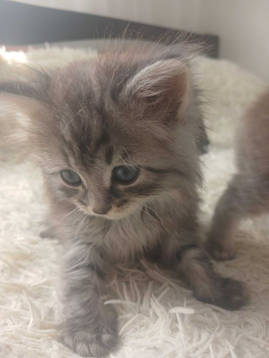 Кошенята шукають люблячу родину.Безкоштовно
