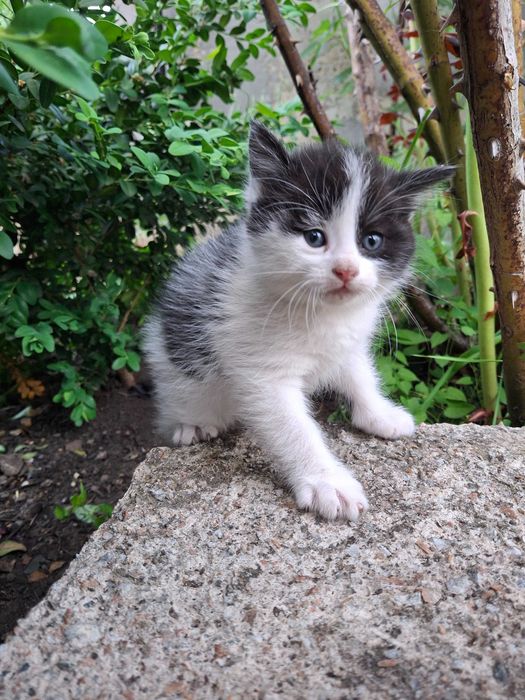 Кішечка, кошеня, котик Первомайськ Миколаївська обл.