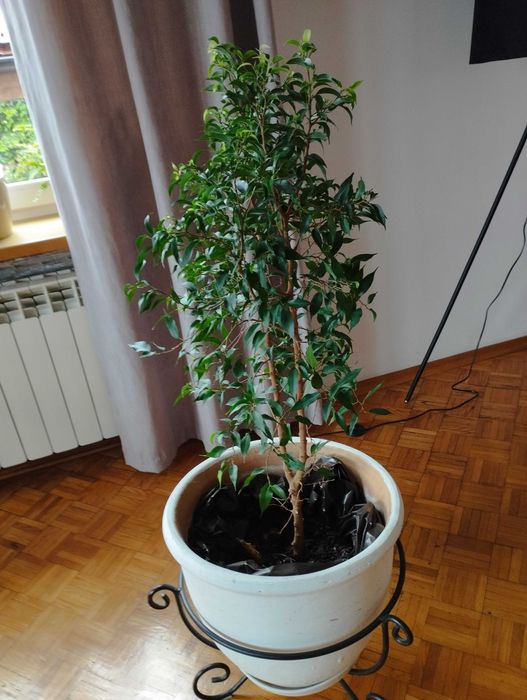 Fikus Benjamina bez doniczki 110 cm