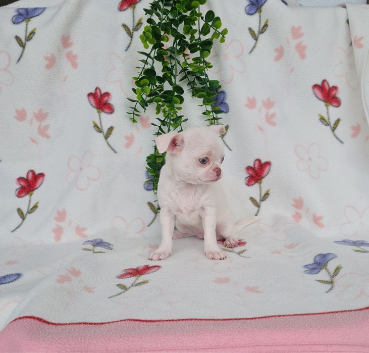 Excecional mini menina Chihuahua.Chiuaua,Qualdd linhagemRussa