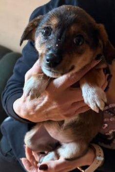 Szczeniaki do oddania