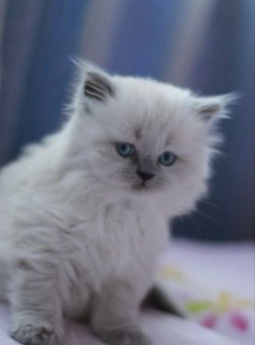 Регдолл неймовірна порода