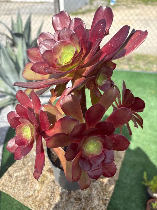 Suculentas Aeonium 3€