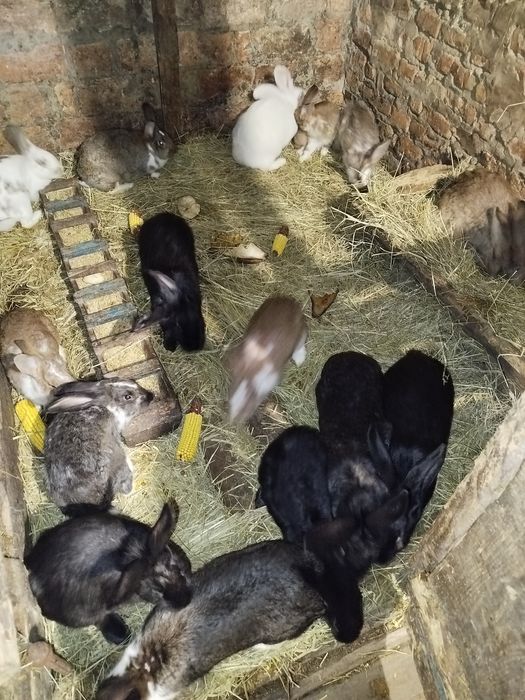 Продам кролі і кролишкі