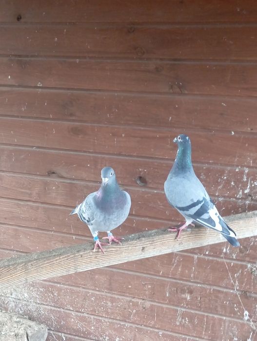 Parka pocztowych 2021