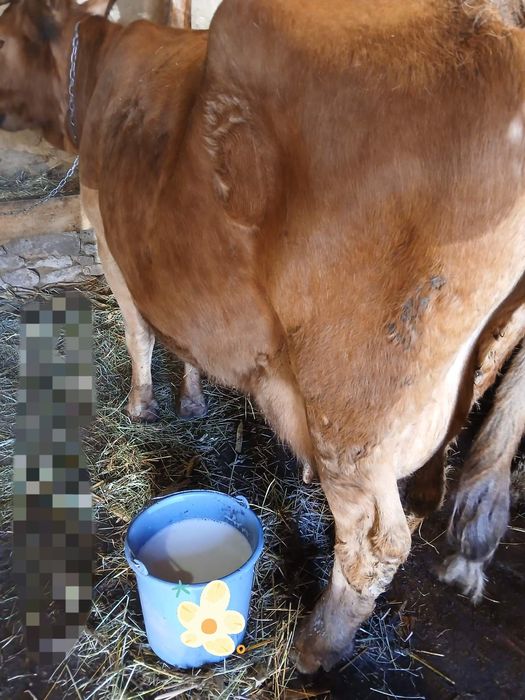 Продається корова