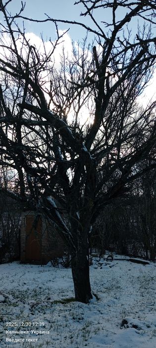 Отдам бесплатно.