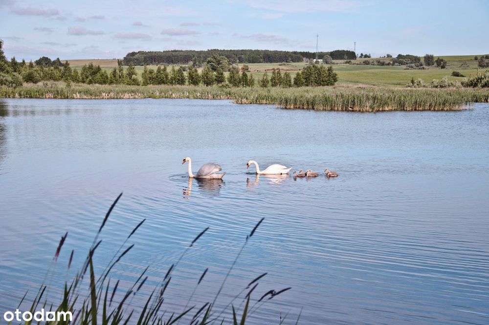 Mazury- 4 Działki Z Wz, Własny Staw I 3,5 Ha Prywatnej Przestrzeni