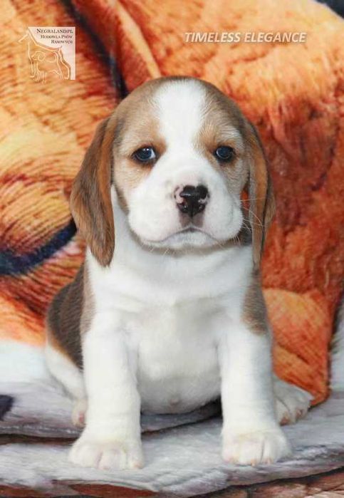 Beagle – sunia „Timeless Elegance” | hodowla Negraland