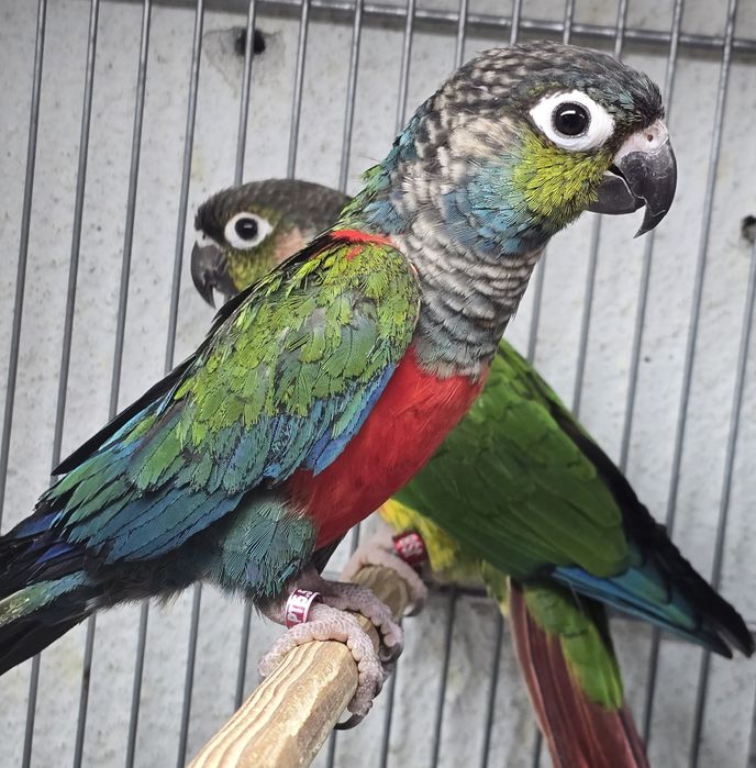 Pyrrhuras lindíssima