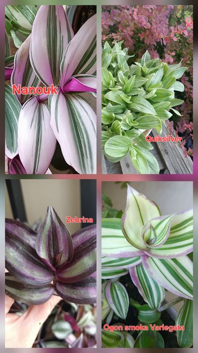 Trzykrotki 29 różnych odmian kolorowe kwiaty doniczkowe  Zebrina  Ogon Smoka Variegata  Purple heart  Baby bunny balies  Pink lady  Yellow