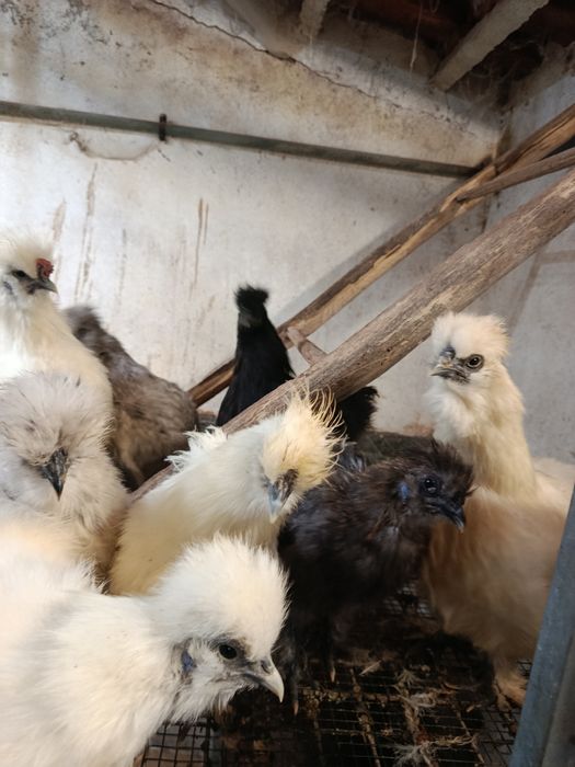 Garnizas sedosas para novo capoeiro