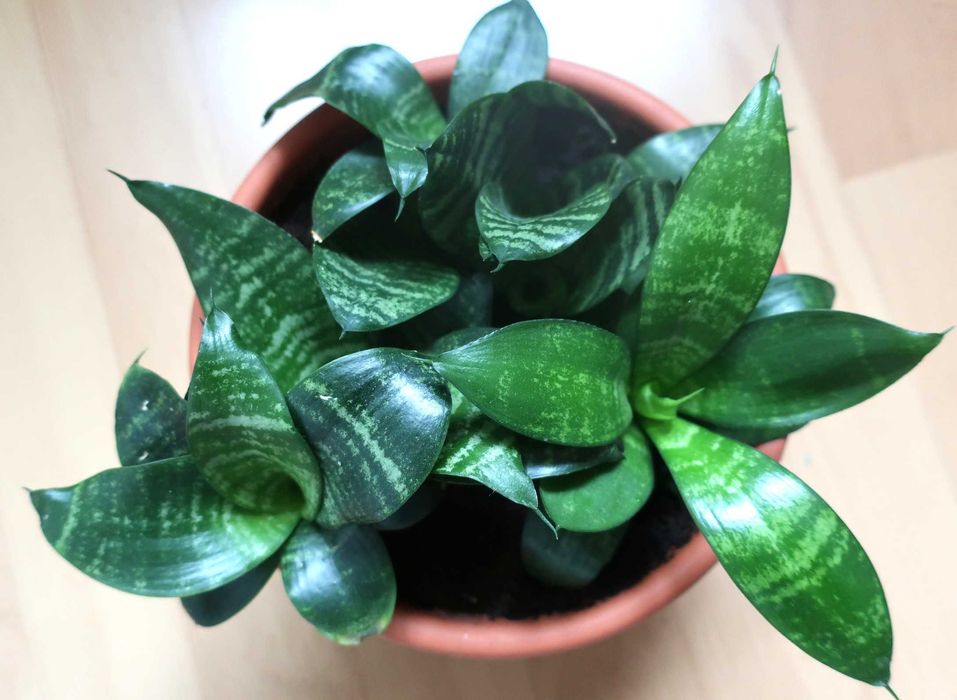 Сансев'єрія, красула