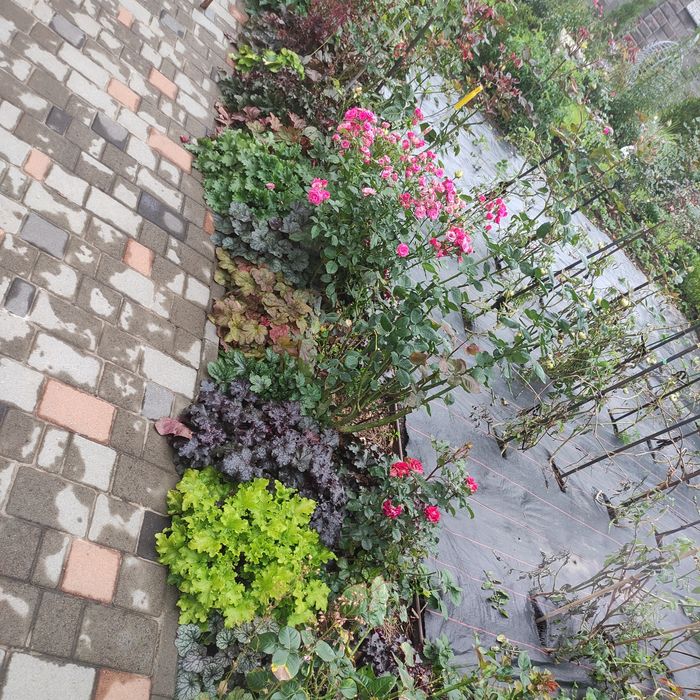 Гейхера, гейхерела