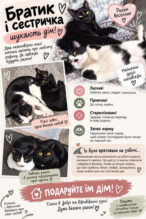 Котики в добрі руки