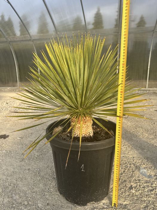 Juka Rostrata Yucca Rostrata. 75cm