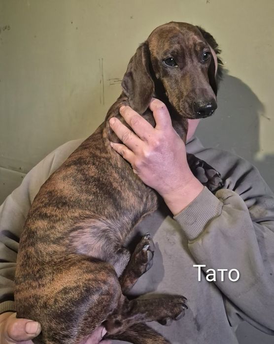 Грайливі тигрові цуценята такси