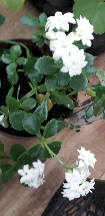 Кімнатні квіти різні