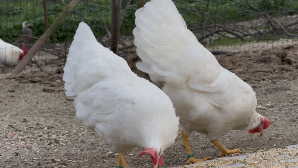 Casais/trios da raça Leghorn Americana