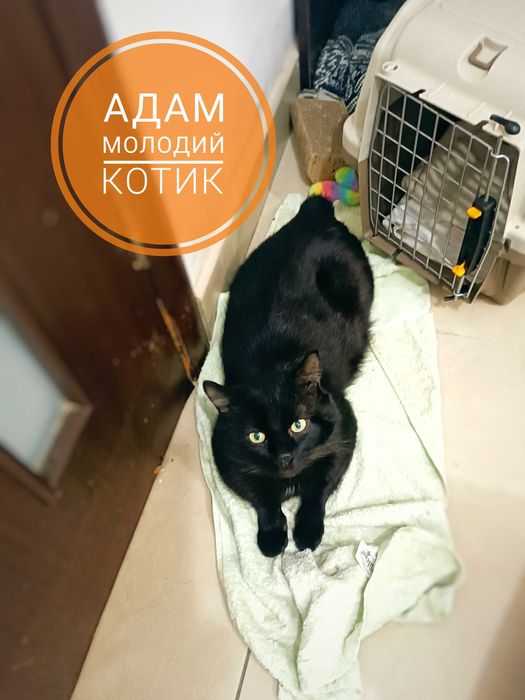 Красиві кото-брюнети чекають на добрих людей