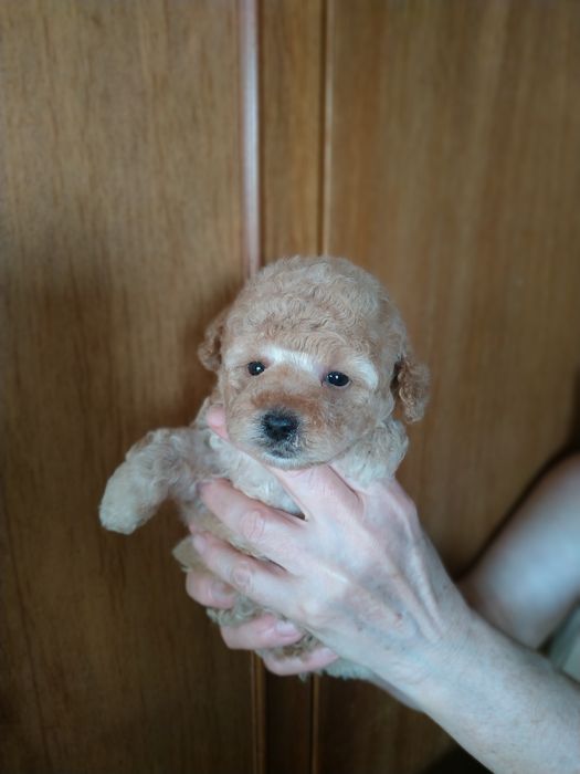 Мальтипу,мини мальчик