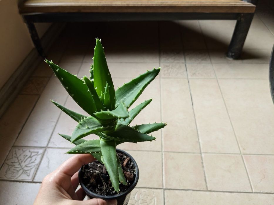 Продам різні сукуленти