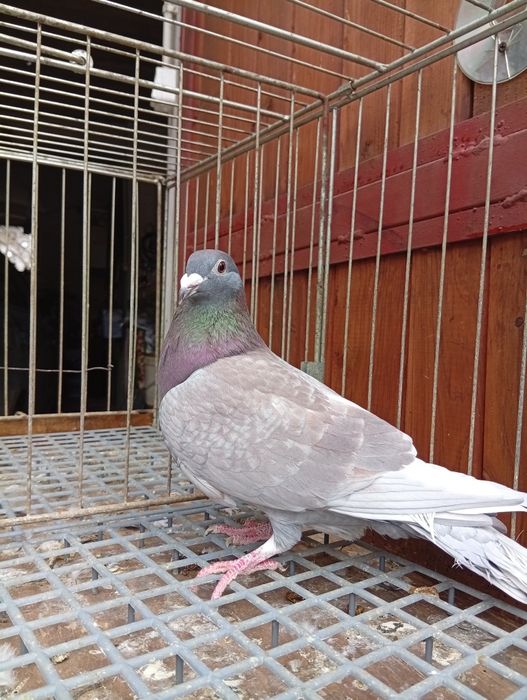 Gołębie pocztowe gołąb pocztowy