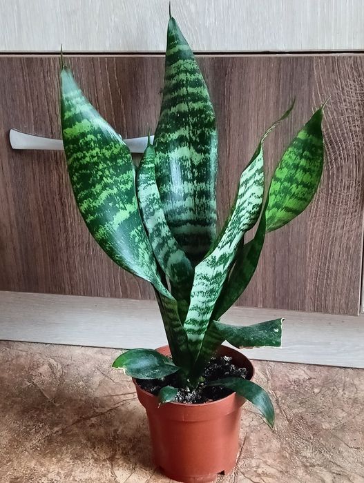 Сансіверія ,Каланхое, традісканція, герань