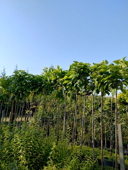 Catalpa / Katalpa