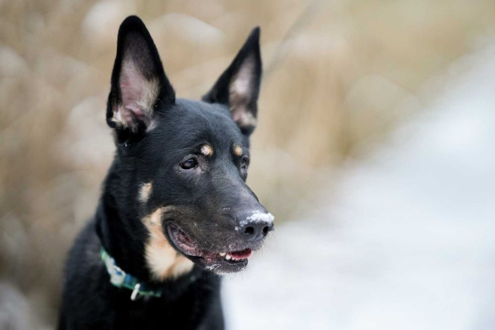 Frodo cudny psiak szuka domu