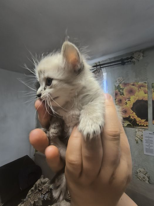 Невские маскарадные катята.