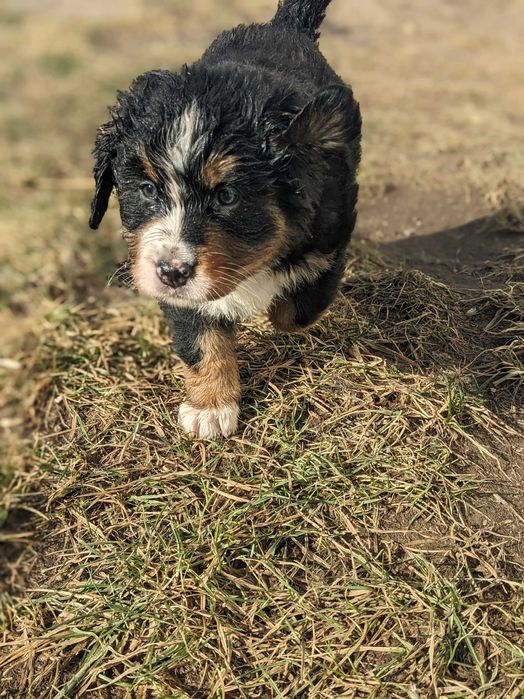 Berneński Pies Pasterski szczenię suczka