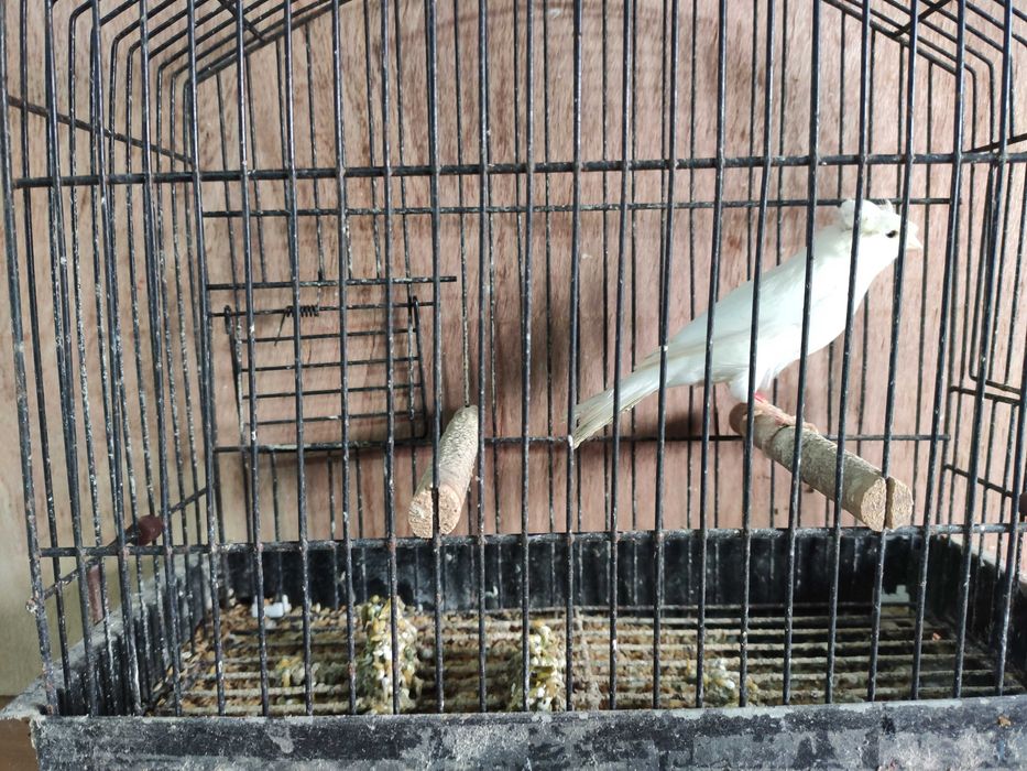 Últimos canários 2025