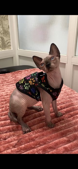 Sphynx macho siamês