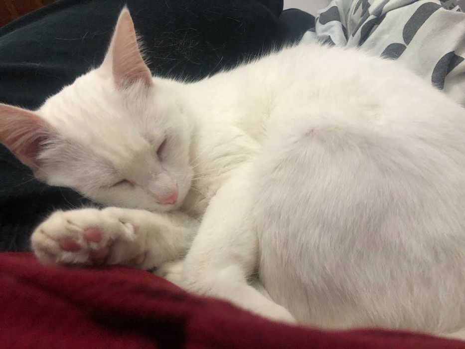Pet Sitting/Walking; Creche e Estadia Familiar para cães/gatos Lisboa