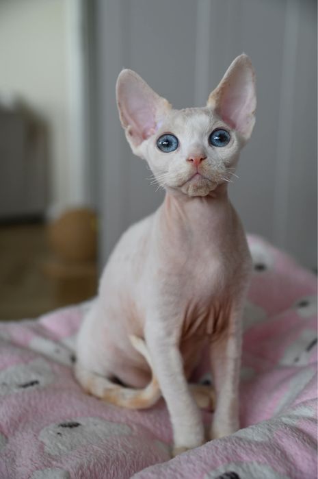 Kocurek  Devon Rex