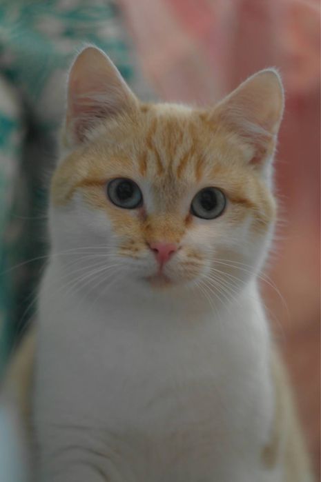 Котенок девочка персикрвая белая голубые глаза