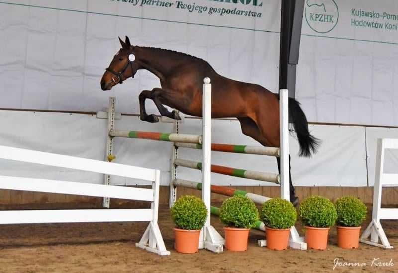 Sprzedam klacz SP 10lat 167cm w kłębie