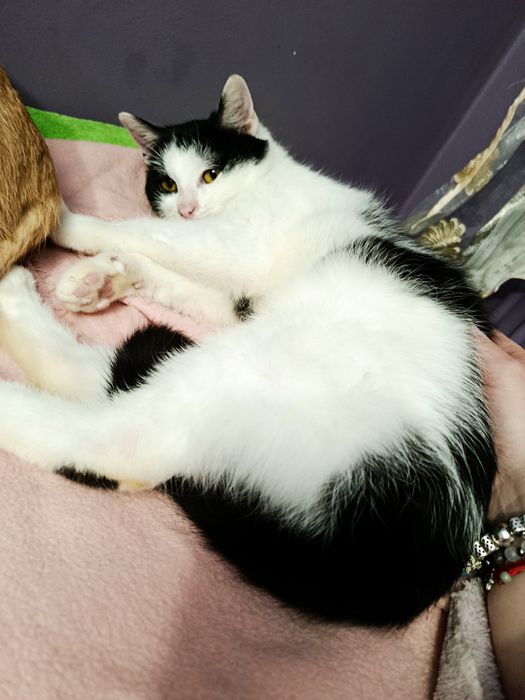 Kot kotka do adopcji