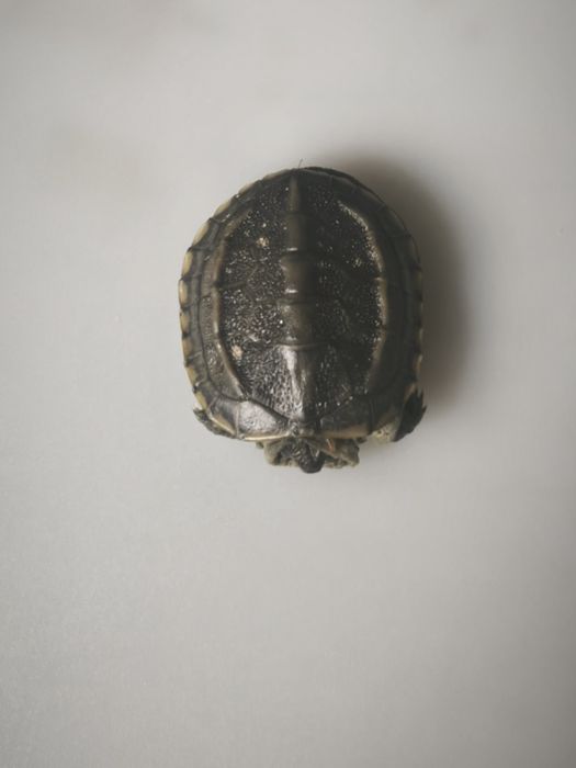 Żółw chiński (Mauremys reevesii) – łagodny, zdrowy, z dokumentami