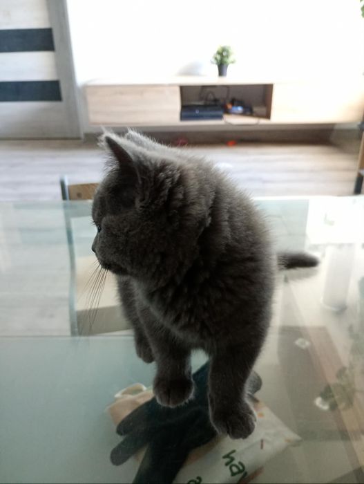 Kocurek brytyjski niebieski