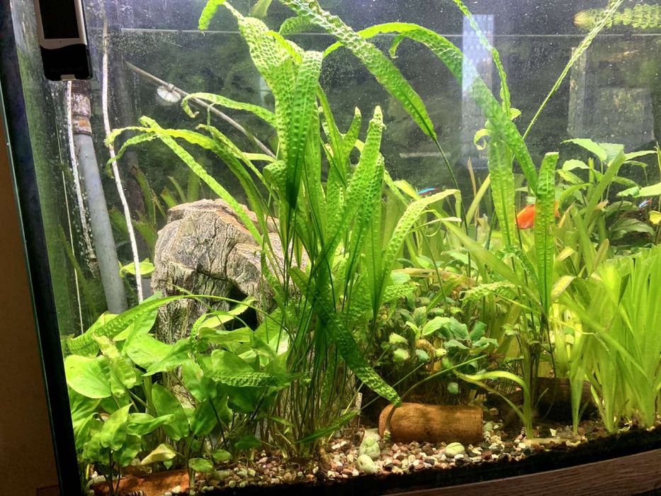 Панорамний акваріум 750л.