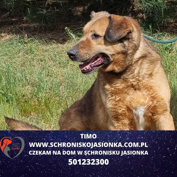 Timo do adopcji – Schronisko Jasionka
