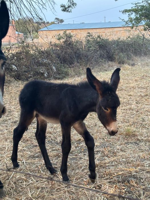 2 Burros com 2 meses