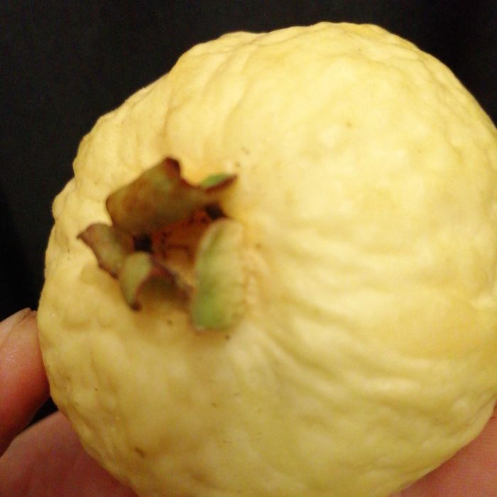 Sadzonka gujawy w doniczce 40 cm